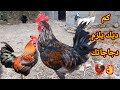 كم عدد الديكة🐓 الذي تحتاجه لكل دجاجة لتخصيب البيض ومعلومات اخرى مهمة🐓