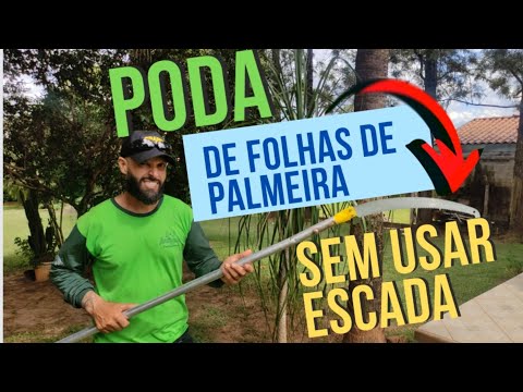 Vídeo: Como aparar as palmeiras?