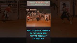 Bulls aren’t enraged by any color. They are colorblind. #mythbusters #redbull #science #spilledge