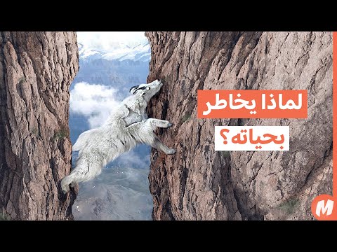 لماذا يخاطر الماعز الجبلي بحياته