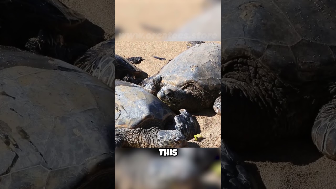 💔 Sea Turtles: Hunted for Their Shells?! 💔 The Illegal Wildlife Trade Exposed