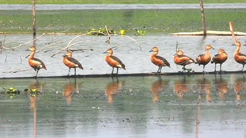 Lesser whistling duck / A folk of Bird / Chirping / Crowding / পাতি সরালি