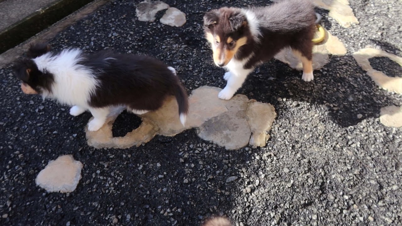 21年12月のブログ記事一覧 コリーブログ きょうの出来事