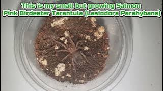 Baby Salmon Pink Birdeater Tarantula (Lasiodora Parahybana) #tarantula #spider #tarantulas #spiders