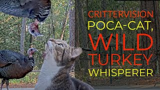CritterVision's Poca Cat,  the Turkey Whisperer!