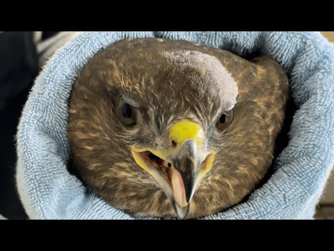 Ireland's first wildlife