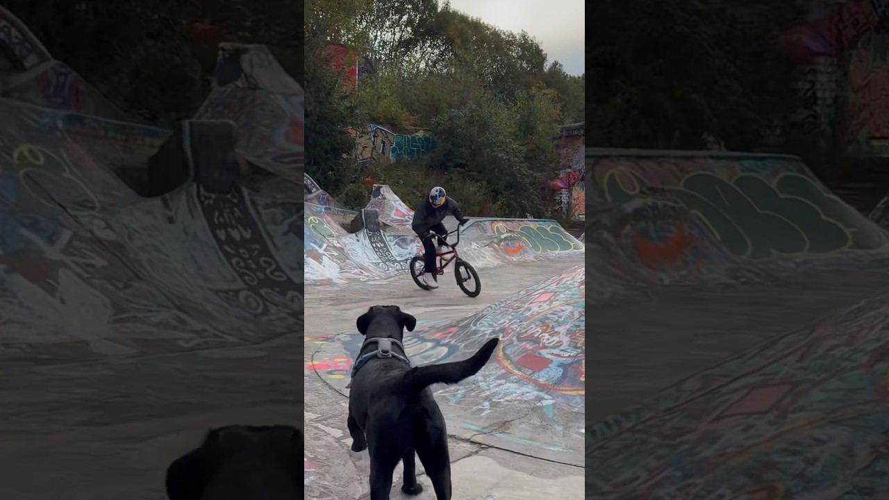 CRAZY DOG AT THE SKATEPARK!!