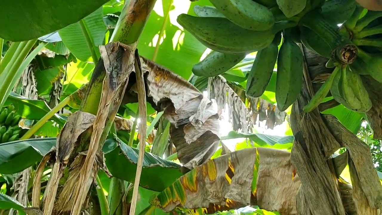 Que extrañan del rancho 🥺