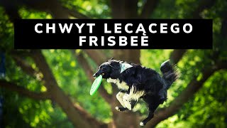 CHWYT LECĄCEGO FRISBEE    naucz psa w 5ciu krokach!!!