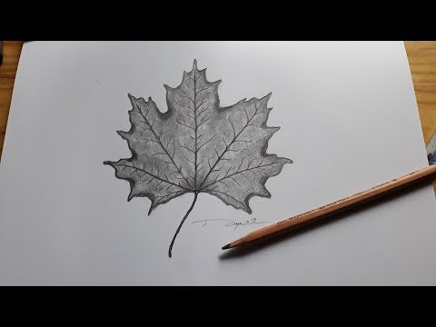 Video: Cara Menggambar Daun Maple