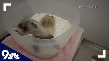 Endangered black-footed ferret is first US native animal to be cloned