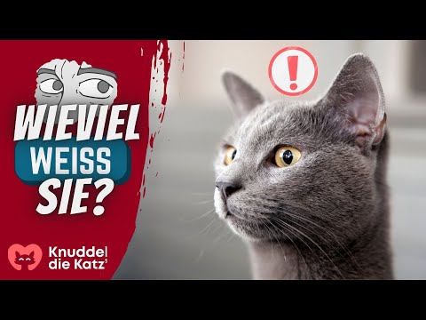 10 Dinge, die deine Katze über dich weiß!