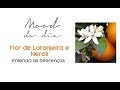 Flor de Laranjeira e Neroli - Conhece a Diferença?