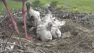 Babys sind einen halben Monat alt~2023-05-14~Storchennest Lindheim