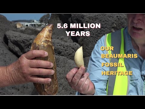 Our Beaumaris Fossil Heritage 5.6 Million Years