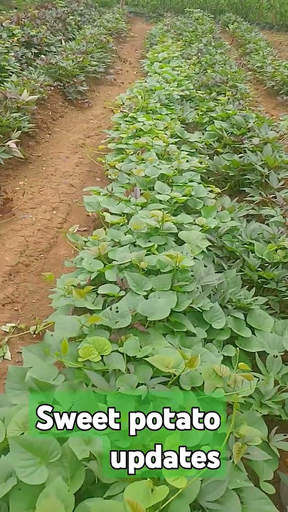 Sweet potato updates