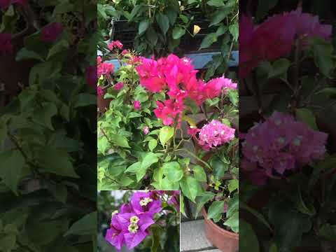 Цветы в Алании.Турция