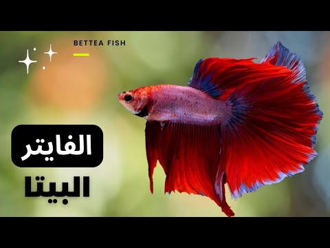 فيديو: هل سمكة البيتا ذكية؟