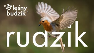 Leśny budzik - Rudzik