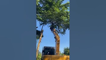 Tree felling – good tools and machinery make the work more efficient