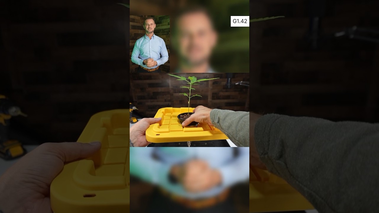 G1.42 (P7): DWC cannabis grow reservoir set up. 