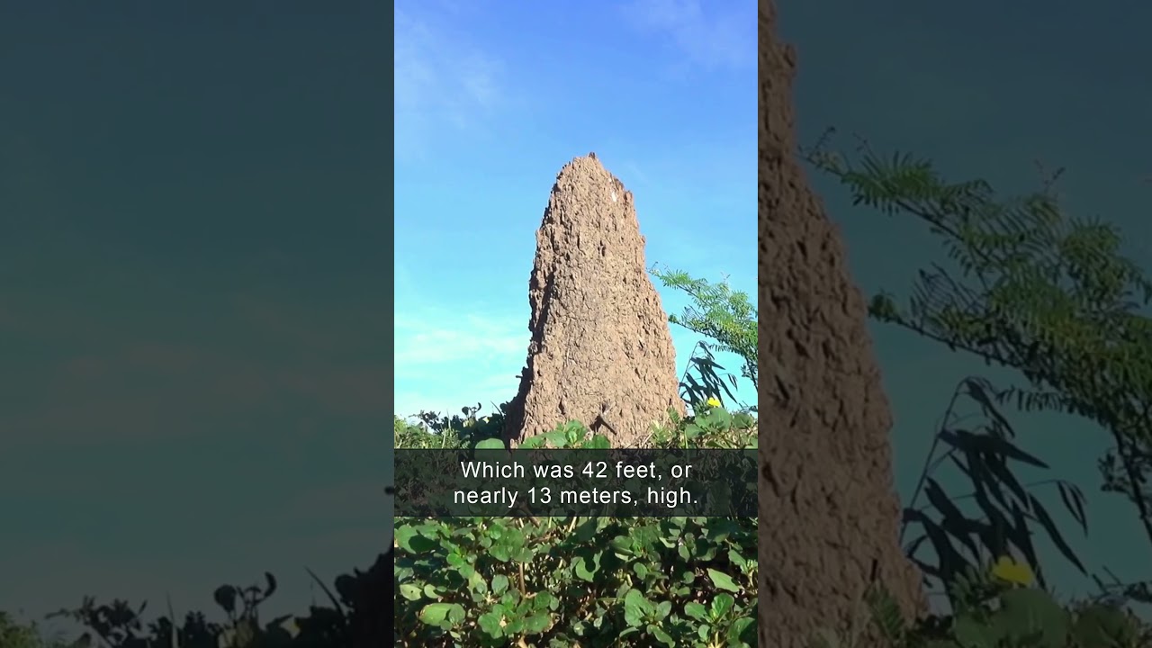 This is huge! ⛰️ 🐜