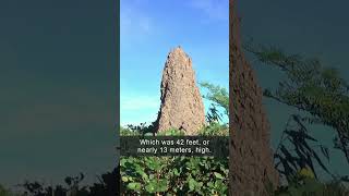This is huge! ⛰️ 🐜