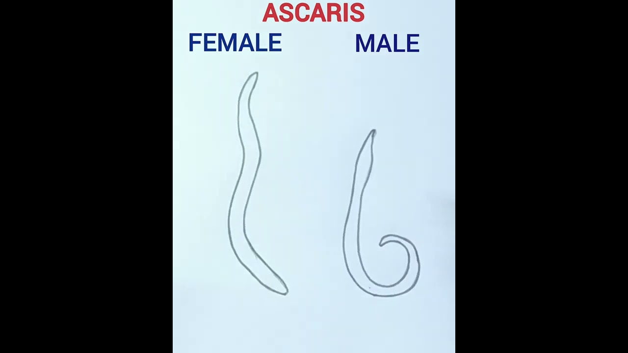 How to draw Ascaris easily