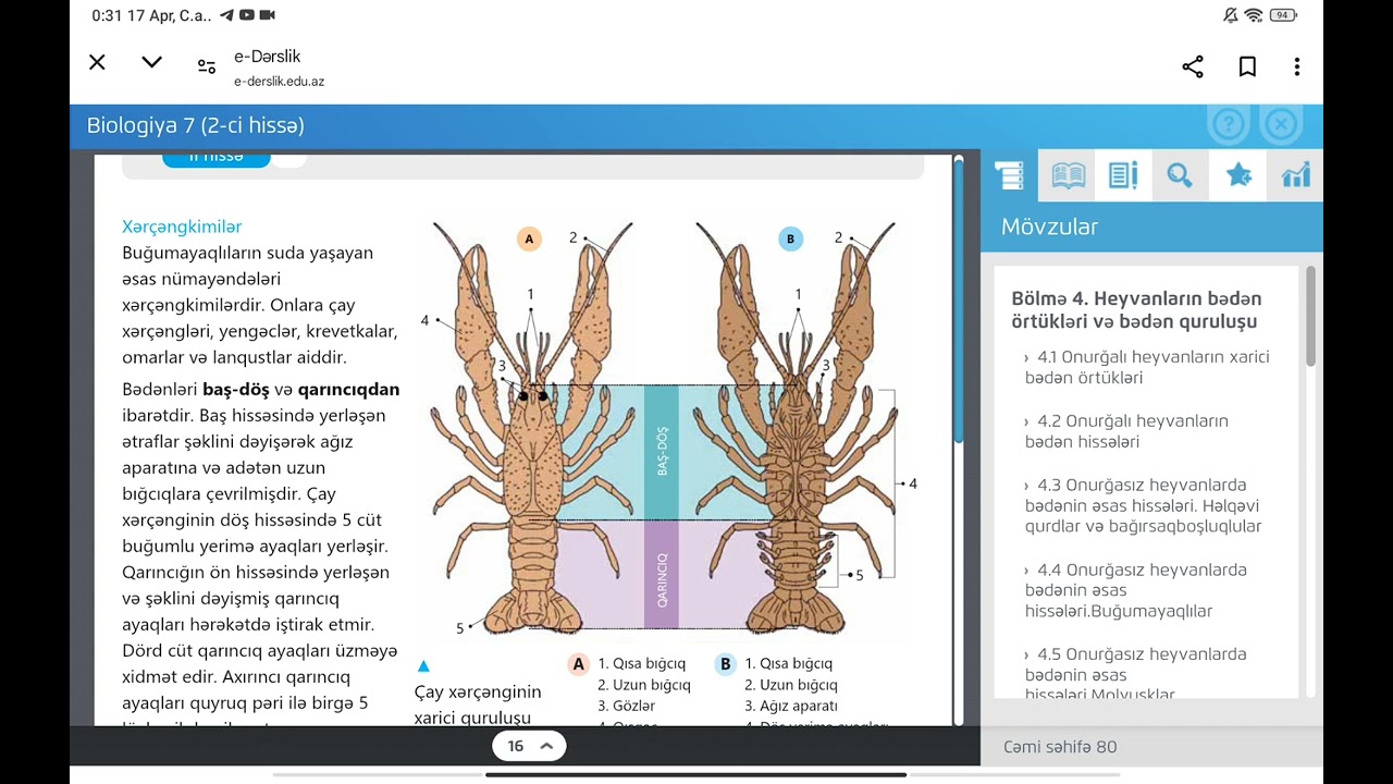 7. Onurğasız heyvanlarda bədənin əsas hissələri. Buğumayaqlılar.🦞🕷️🐞