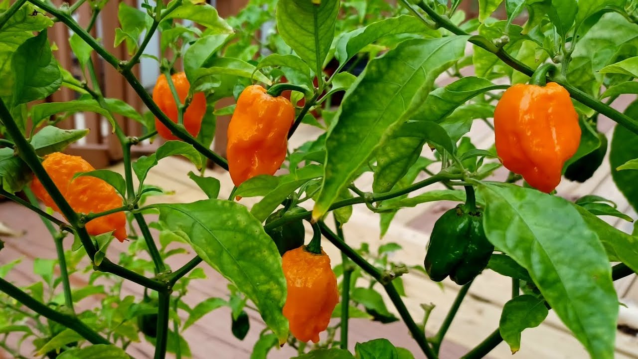 Hot Pepper Growing Update World's Hottest Pepper Growing YouTube