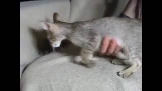Oriental kittens out of Onxn and Firebird 146 by Permes Cattery 91 views 7 years ago 32 seconds