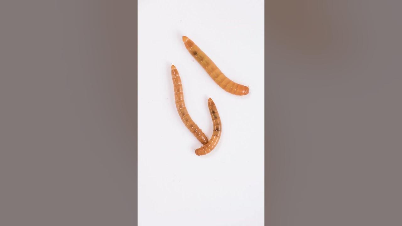 Mealworm Beetle Timelapse YouTube