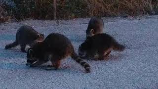 Wild Baby Coons (Raccoons)