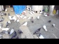 Bhopal pigeons of imran bhel