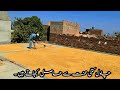 How hard Rice is Obtained Full Video Pinjab Pakistan Mozzam Saleem