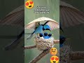 Masya Allah 😘🥰❤️😘😘 #birds #satuklikuntukwujudkanimpianmu
