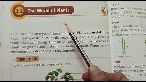 Class II .. E.V.S .. Ch-11:- The world of plants