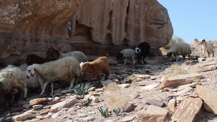 Travel Video - Hiking Madras Trail In Petra - Jordan