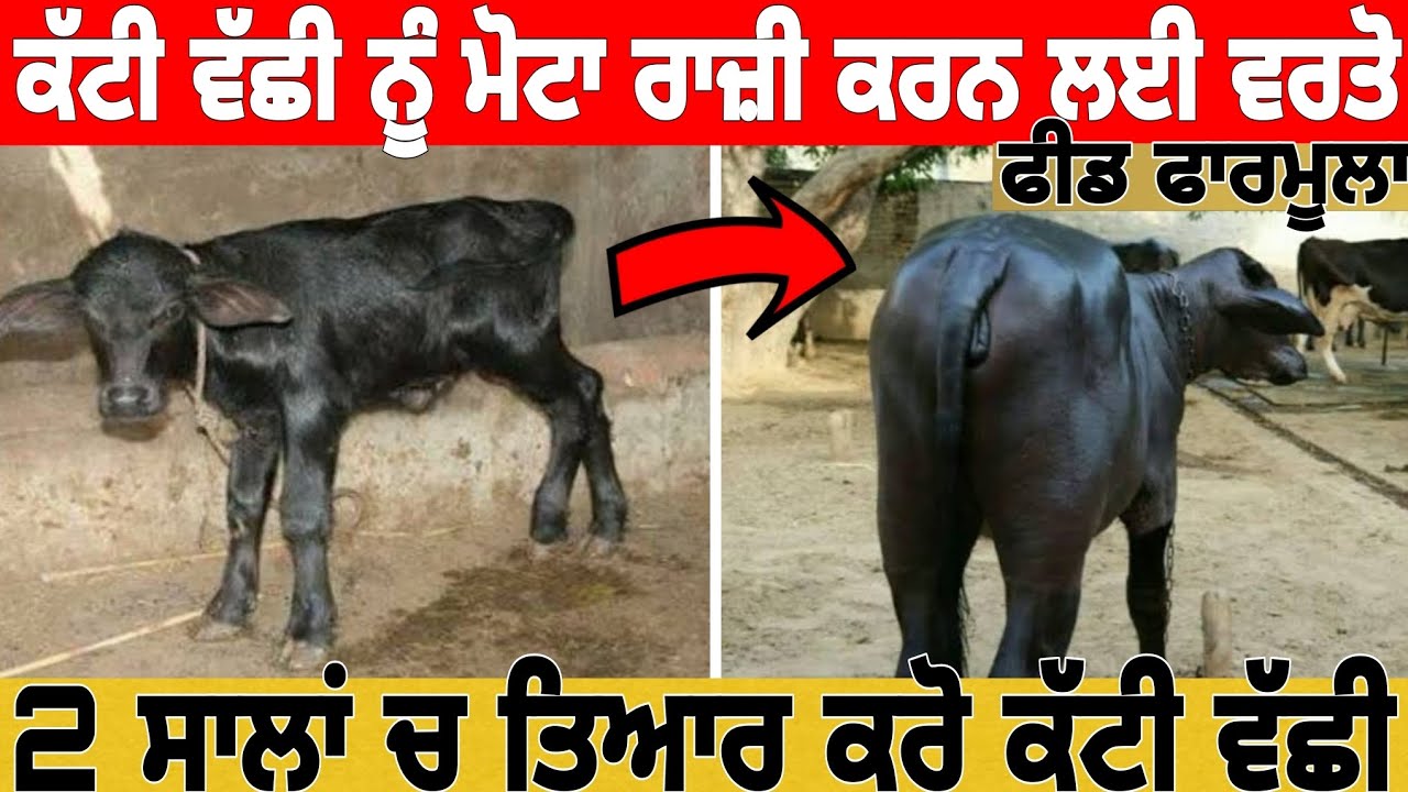 ਕੱਟੀ ਵੱਛੀ ਨੂੰ ਮੋਟਾ ਰਾਜ਼ੀ ਕਰਨ ਲਈ ਵਰਤੋ ਫੀਡ ਫਾਰਮੂਲਾ | 2 ਸਾਲਾਂ ਦੇ ਅੰਦਰ ਕਰੋ ਤਿਆਰ ਕੱਟੀ ਵੱਛੀ | #dairyfarm