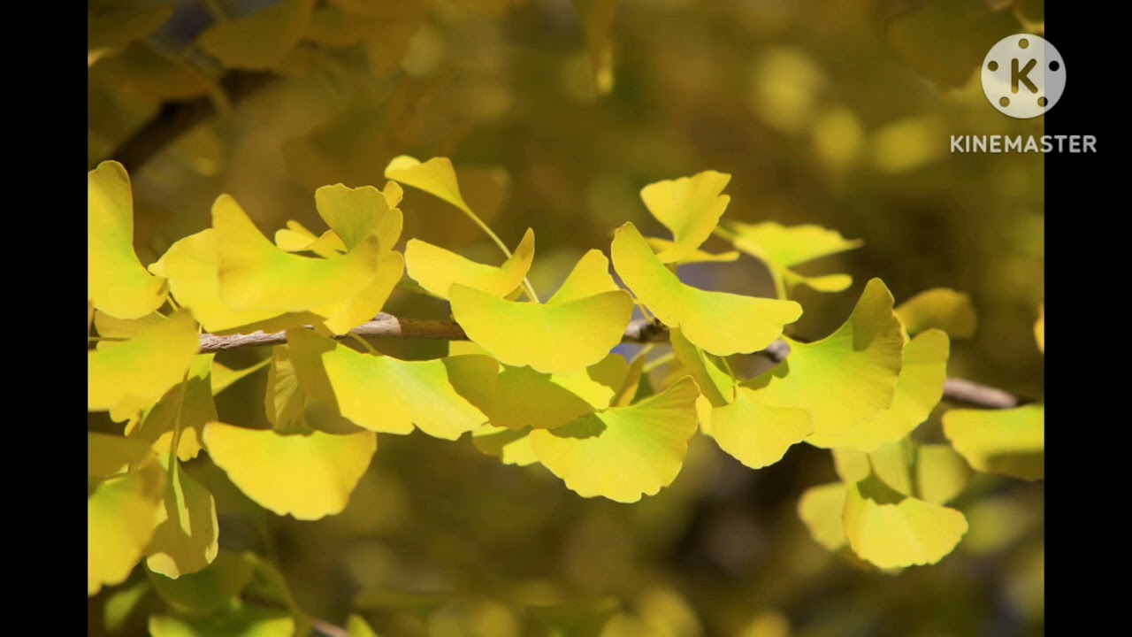 산들바람(정인섭 작시/현제명 곡/ 바리톤 박광소/한키높은 바리톤)