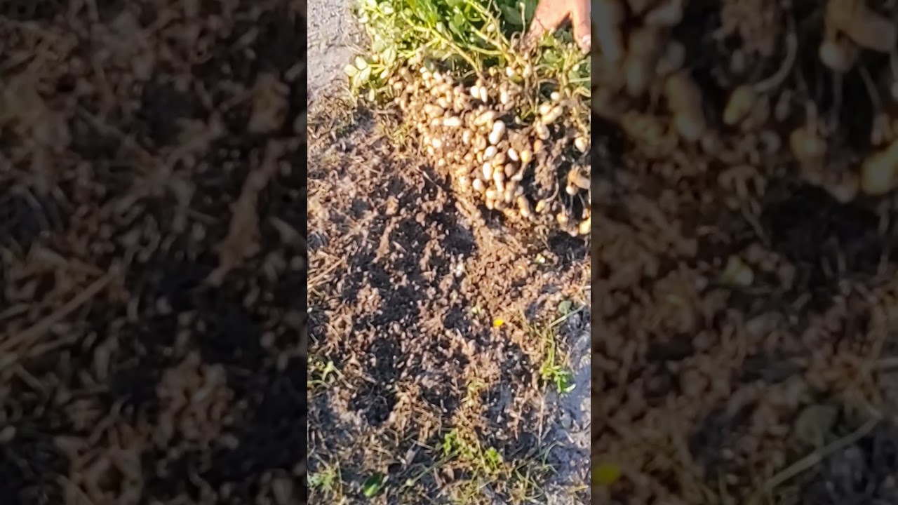 Harvesting peanuts 🥜🥜🥜🥜