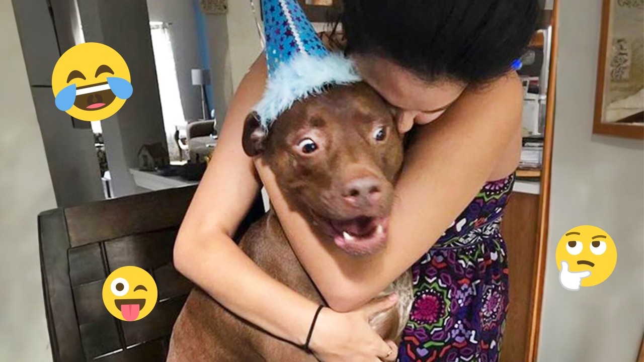 I dare you not to LAUGH at these FUNNY DOGS 😁🦮 - Best Funny Animals Videos 2025 #250