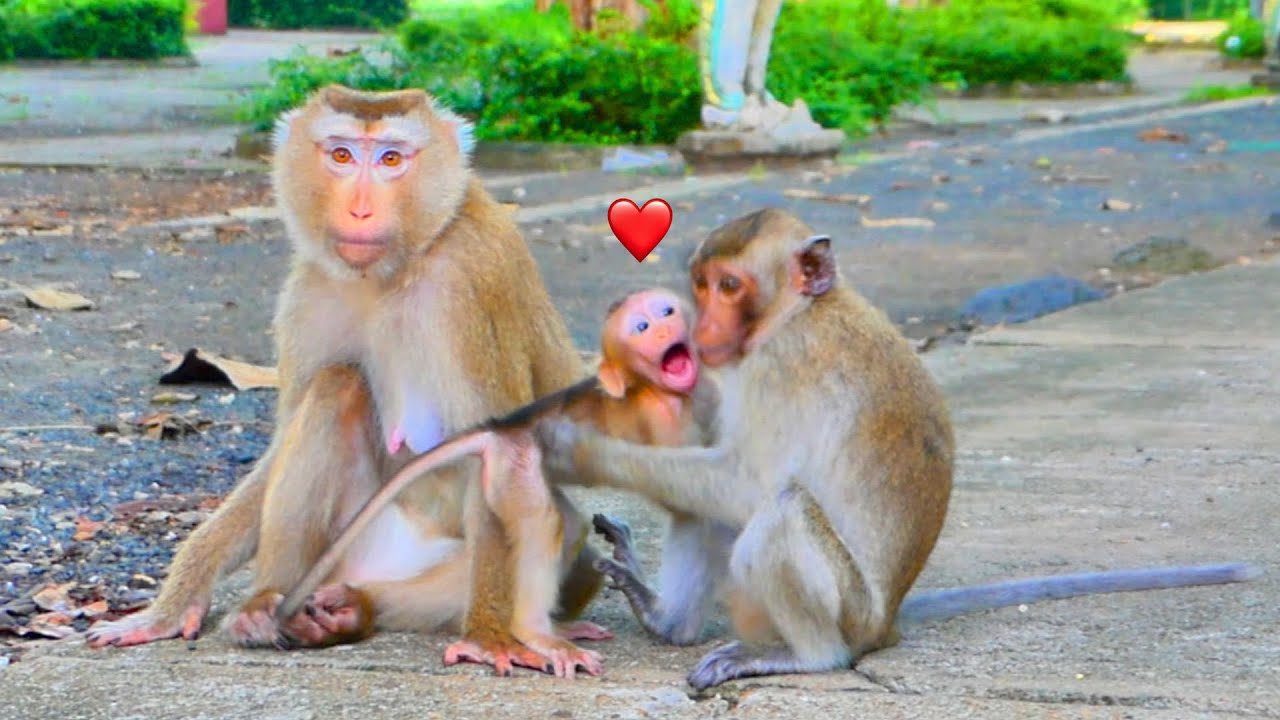 Cuz Of Cute Make Other Monkey To Meet And Play With Baby SABA And Mom