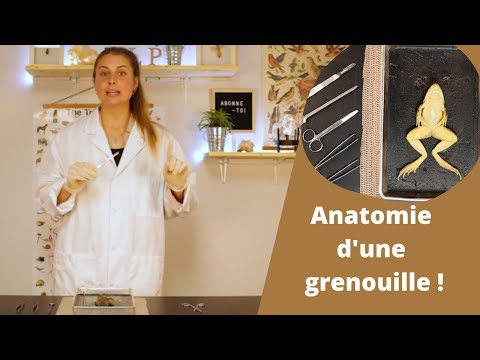 Vidéo: Comment conserver une grenouille disséquée ?