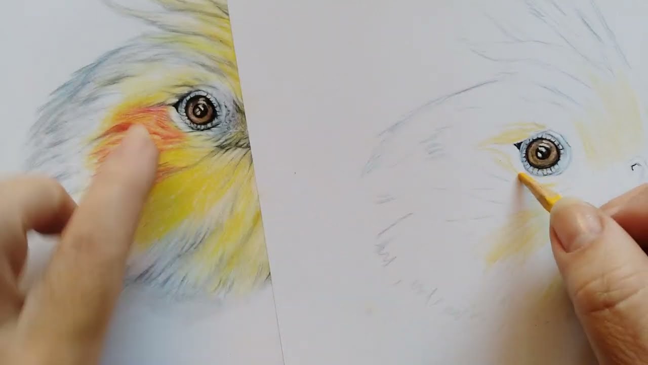 Como desenhar calopsita realista usando  lápis de cor: olhos e bico