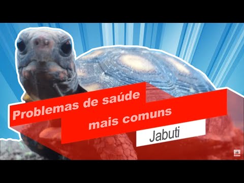 Vídeo: Problemas Comuns De Saúde Com Tartarugas Russas