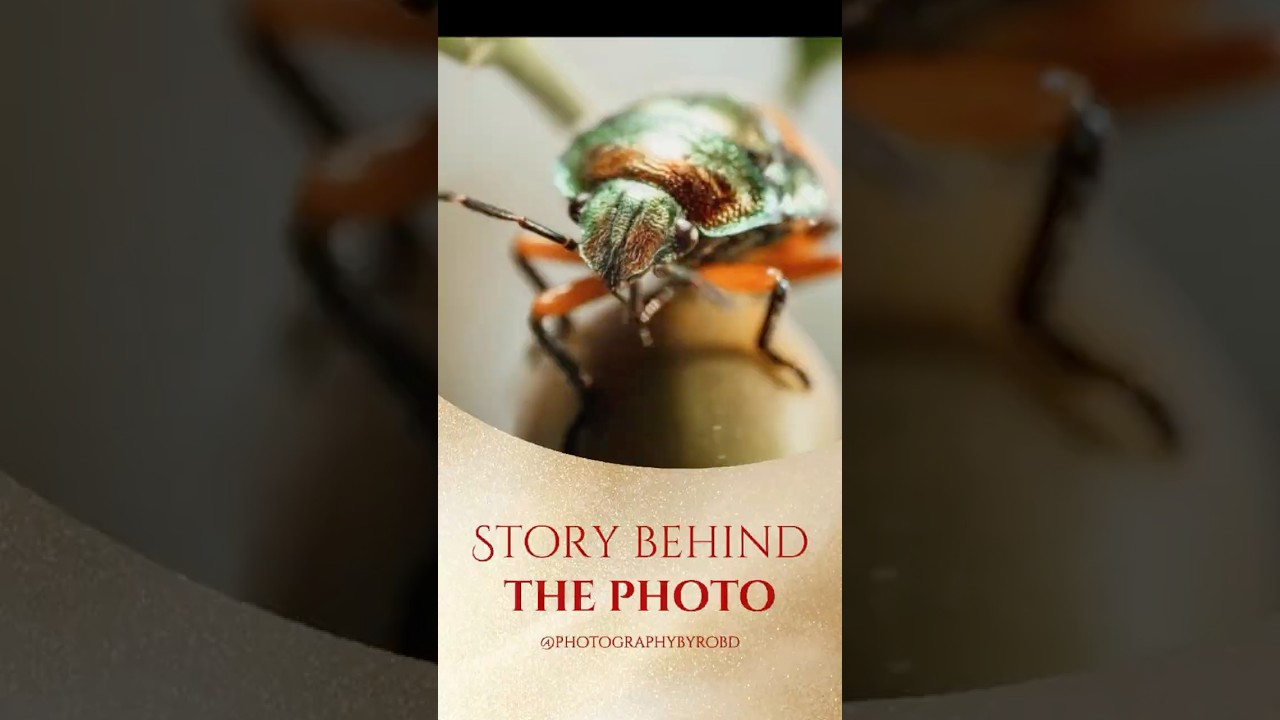 Story behind the photo - Metallic Jewel Bug