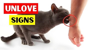 10 Warning Signs Your Cat DISLIKES You (Don’t Ignore These!)