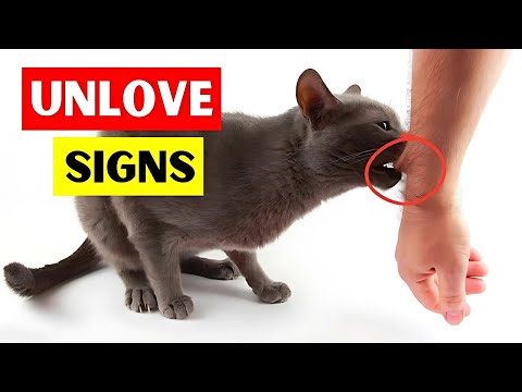 Don't Ignore These Signs! Your Gray Cat Might Have A Stroke