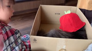 衣替えの近くでウロウロする猫　ノルウェージャンA cat watching to put away his summer clothes and put out his winter clothes.